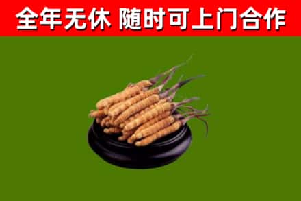 宝兴烟酒回收冬虫夏草.jpg